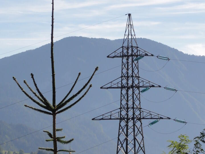 Avvio al taglio di piante lungo le linee elettriche